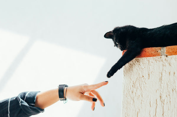 MaisonMiaou hero